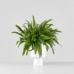 Helecho Nephrolepis exaltata 'Montana'