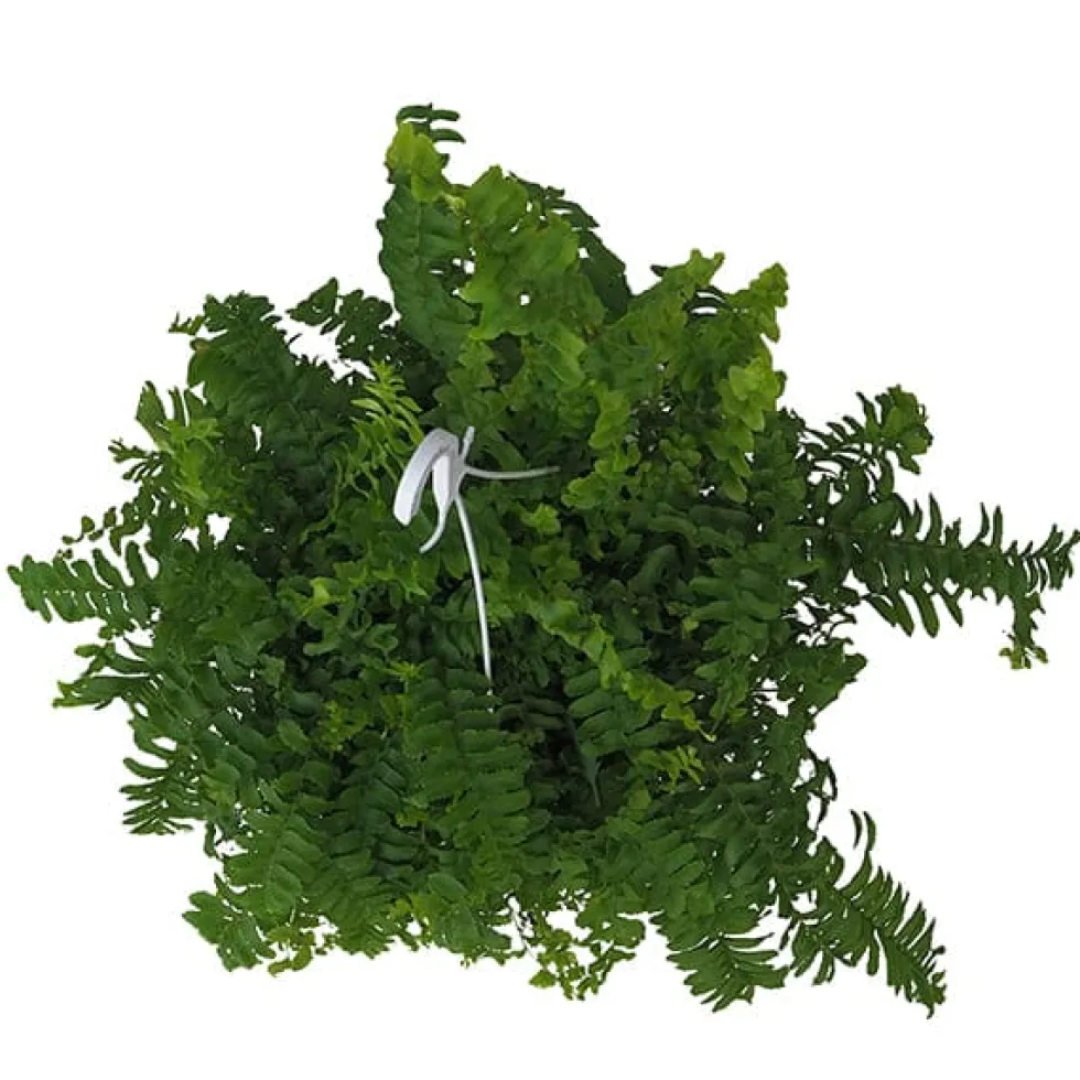 Helecho Nephrolepis exaltata 'Pom Pom'