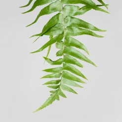 Helecho Nephrolepis 'Macho'
