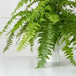 Helecho Nephrolepis 'Macho'