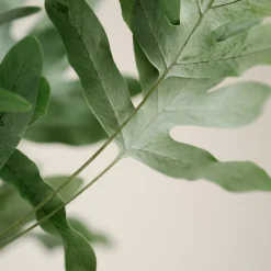 Helecho Phlebodium aureum 'Blue Star'