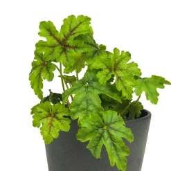 Heuchera mix colores