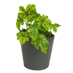 Heuchera mix colores