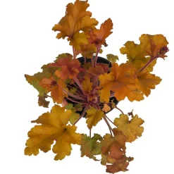 Heuchera mix colores