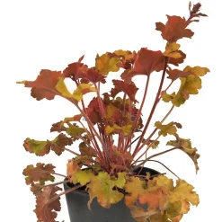 Heuchera mix colores