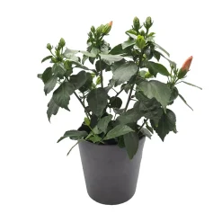 Hibiscus