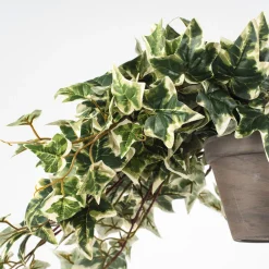 Hiedra Variegata Artificial