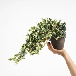 Hiedra Variegata Artificial