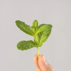 Hierbabuena (mentha spicata) - Planta aromática