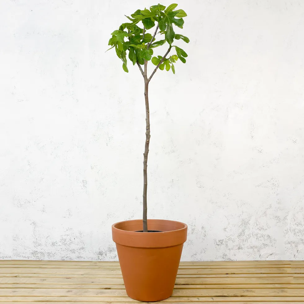 Higuera 'Coll de Dama Blanco' (árbol frutal)