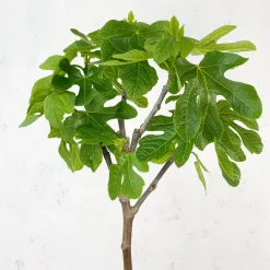Higuera 'Coll de Dama Blanco' (árbol frutal)