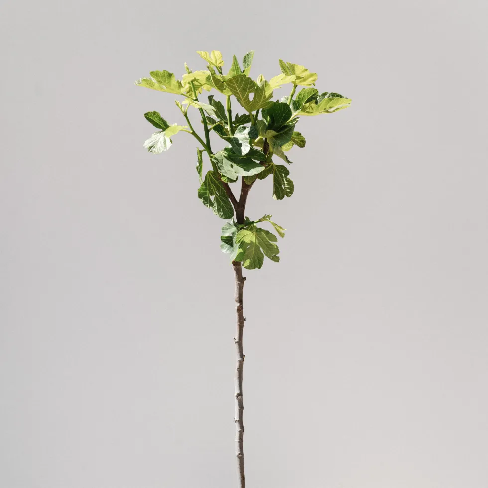 Higuera 'Coll de Dama Negra' (árbol frutal)