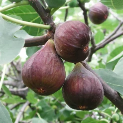 Higuera 'Coll de Dama Negra' (árbol frutal)