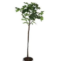 Higuera común (Ficus carica)