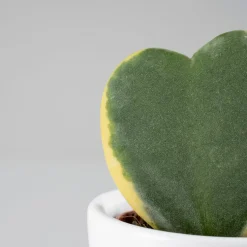 Hoya kerrii (planta del corazón)