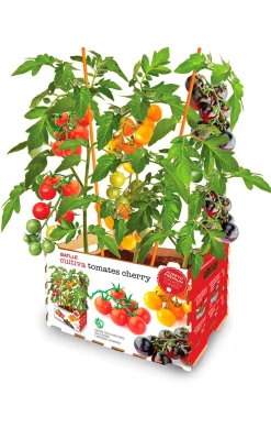 Huerto Premium Tomates Cherry Batlle