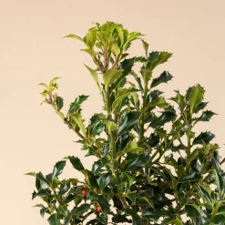 Ilex aquifolium 'Alaska' (Acebo)