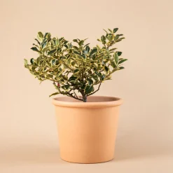 Ilex aquifolium 'Argentea Marginata' (Acebo)