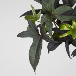 Ipomoea batatas - Boniato ornamental