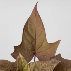 Ipomoea batatas - Boniato ornamental