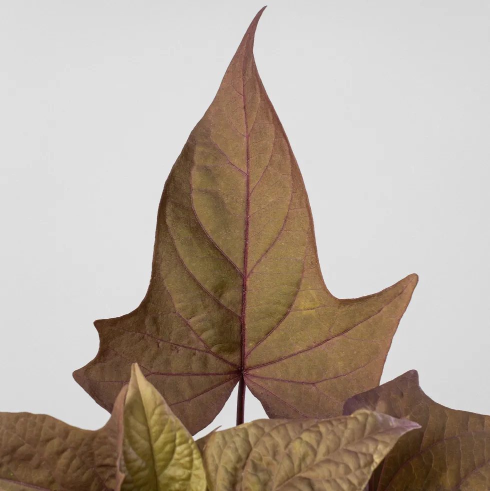 Ipomoea batatas - Boniato ornamental