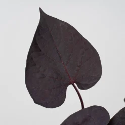 Ipomoea batatas - Boniato ornamental