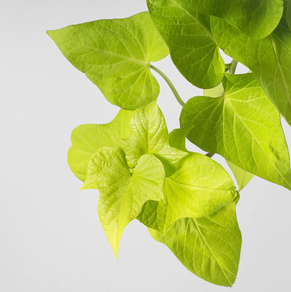 Ipomoea batatas - Boniato ornamental