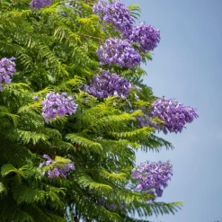 Jacaranda mimosifolia
