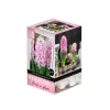 Jacintero transparente con bulbo