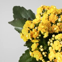 Kalanchoe 'Calandiva' mini