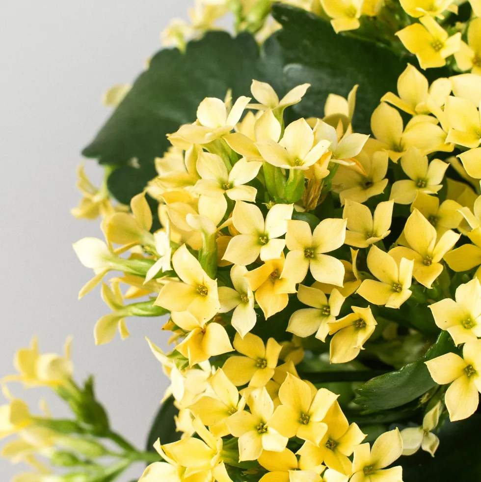 Kalanchoe de flor simple 'Amarillo sol'