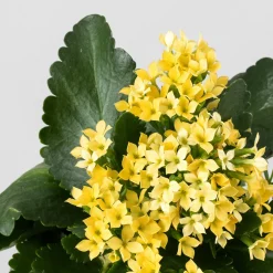 Kalanchoe de flor simple 'Amarillo sol'