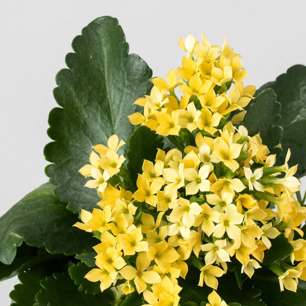 Kalanchoe de flor simple 'Amarillo sol'
