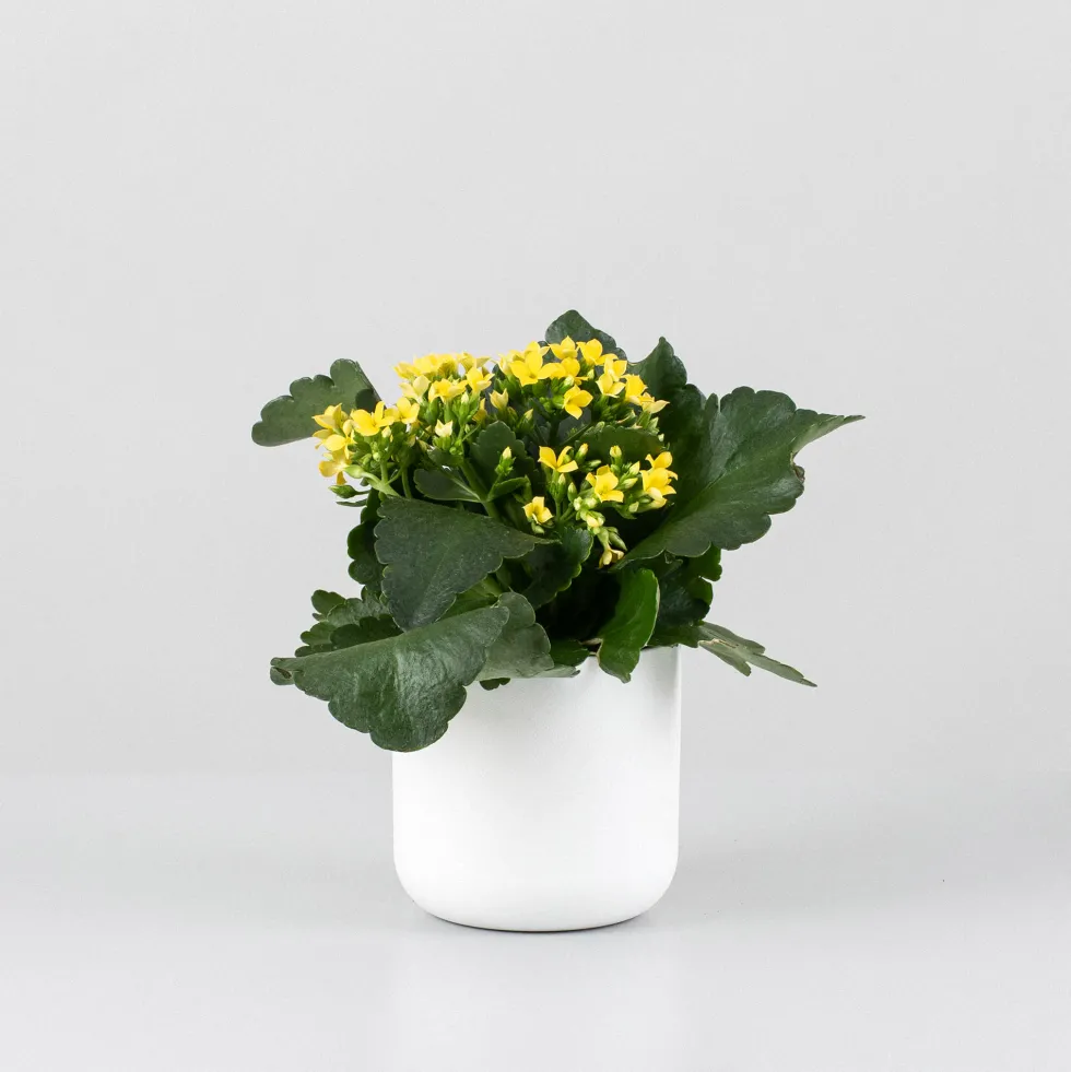 Kalanchoe de flor simple 'Amarillo sol'