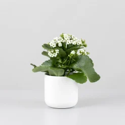 Kalanchoe de flor simple 'Blanco nieve'