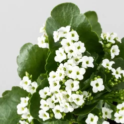 Kalanchoe de flor simple 'Blanco nieve'