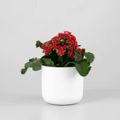 Kalanchoe de flor simple 'Rojo pasión'