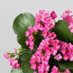 Kalanchoe de flor simple 'Rosa vibrante'