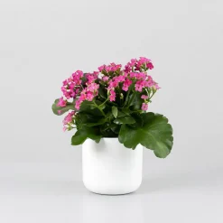 Kalanchoe de flor simple 'Rosa vibrante'