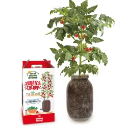 Kit Cultiva tus tomates Cherry
