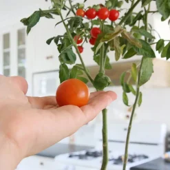 Kit Cultiva tus tomates Cherry