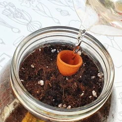 Kit Cultiva tus tomates Cherry