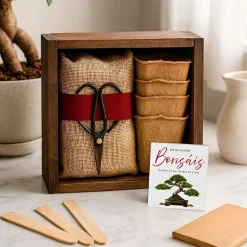 Kit de cultivo 'Bonsáis'