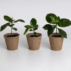 Kit de cultivo 'Café arábica'