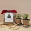 Kit de Cultivo Pino Navideño