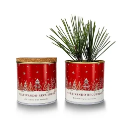 Kit de Cultivo Pino Paisaje Nevado