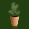 Kit de cultivo 'Árbol de Navidad'