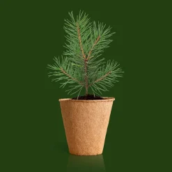 Kit de cultivo 'Árbol de Navidad'