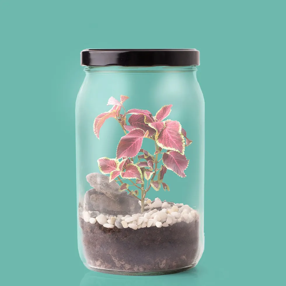 Kit de cultivo 'Terrarium'