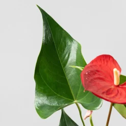 Kokedama de Anthurium